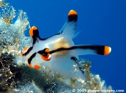 Thecacera picta - photographed in the Philippines, Hilutu... by Philippe Poppe 